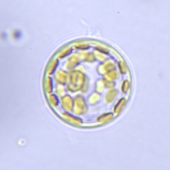 Coscinodiscales