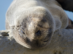 Arctocephalus