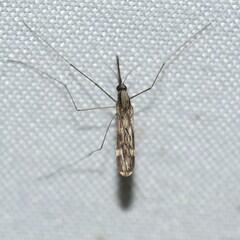 Anopheles punctipennis