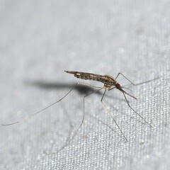 Anopheles punctipennis