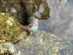 Calcinus californiensis