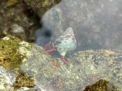 Calcinus californiensis