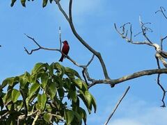 Piranga rubra