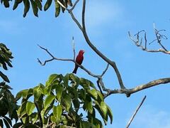 Piranga rubra