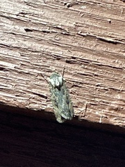 Agrotis munda