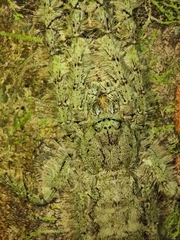 Philodromus margaritatus