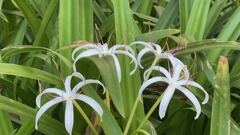Crinum americanum