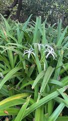 Crinum americanum