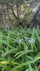 Crinum americanum