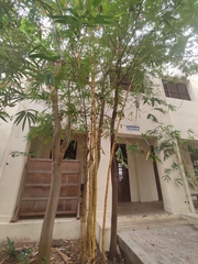 Bambusa vulgaris