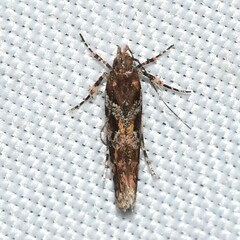 Aristotelia amelanchierella