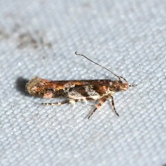 Aristotelia amelanchierella