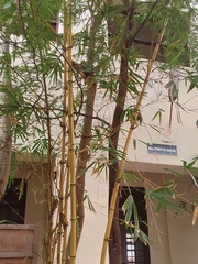Bambusa vulgaris