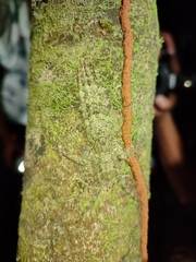 Philodromus margaritatus