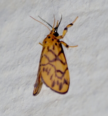 Tumicla sagenaria