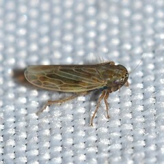 Graminella nigrifrons