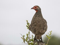 Pternistis swainsonii swainsonii