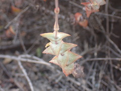 Crassula perforata