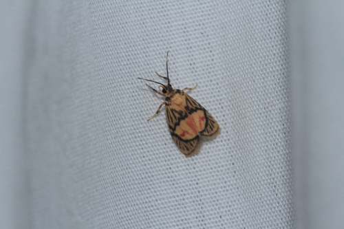 Prepiella convergens