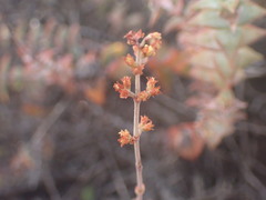 Crassula perforata