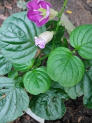 Asystasia gangetica