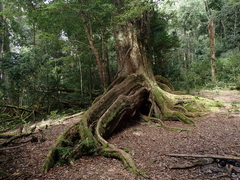 Castanopsis carlesii