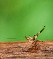 Hylicinae