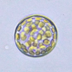 Coscinodiscales