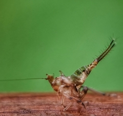 Hylicinae