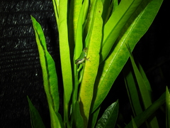 Hyla chinensis