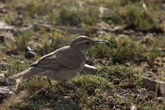 Upucerthia dumetaria