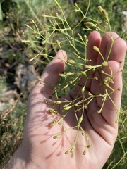 Sonchus microcarpus