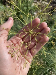 Sonchus microcarpus