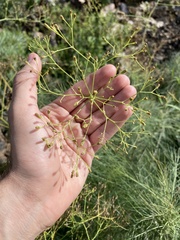 Sonchus microcarpus