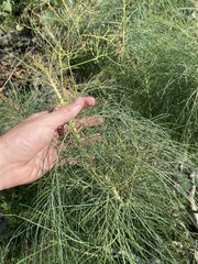 Sonchus microcarpus