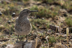 Upucerthia dumetaria