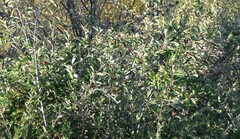 Cotoneaster tomentosus