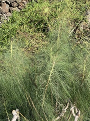 Sonchus microcarpus