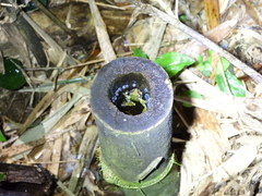 Kurixalus berylliniris