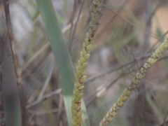 Crassula muscosa