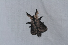 Tolype interstriata