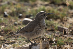 Upucerthia dumetaria