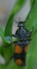 Panagaeus bipustulatus