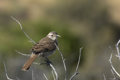 Upucerthia dumetaria