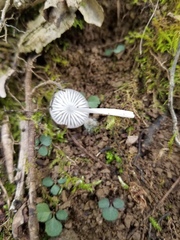 Oudemansiella limonispora