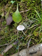 Oudemansiella limonispora