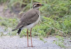 Rhinoptilus chalcopterus