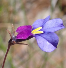 Monopsis decipiens