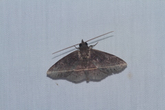 Eulepidotinae