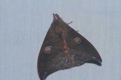 Hemileucinae
